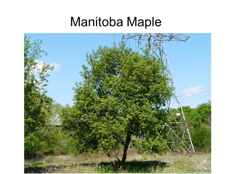 Manitoba Maple